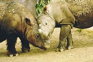 Rhinoceroses call to one another using infrasonic sound waves. (Photo by Ron Garrison, courtesy Zoological Society of San Diego.)