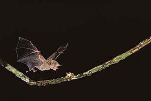 Bats use ultrasonic sound waves for navigating and locating food sources. ( Merlin D. Tuttle/Bat Conservation International/Photo Researchers)