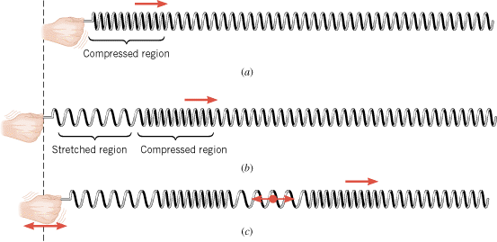 (a) A compressed region moves to the right, followed by (b) a stretched region. (c) When the end of the Slinky is moved back and forth continuously, a longitudinal wave is produced.