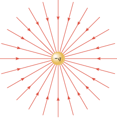 The electric field lines are directed radially inward toward a negative point charge 
q.