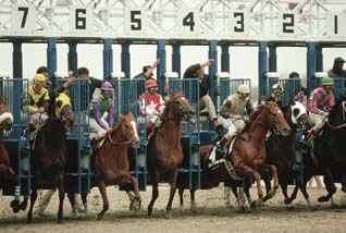 These thoroughbreds accelerate out of the starting gate. ( Robert Maass/Corbis Images)