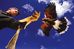 As this Harris hawk comes in for a landing on its trainers wrist, its velocity vector points in the same direction as its motion. However, since the hawk is slowing down, its acceleration vector points opposite to the velocity vector. ( Carl D. Walsh/Aurora & Quanta Productions)