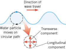 A water wave is neither transverse nor longitudinal, since water particles at the surface move clockwise on nearly circular paths as the wave moves from left to right.