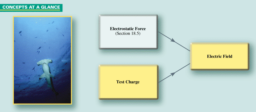 CONCEPTS AT A GLANCE A test charge and the electrostatic force that acts on it are brought together to define the concept of an electric field. Sharks have specialized organs that can detect electric fields. In the hammerhead shark shown here, the organs are located in the wide head. ( Henry C. Wolcott III/National Geographic/Getty Images)
