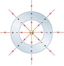 A positive charge 
q is suspended at the center of a hollow spherical conductor that is electrically neutral. Induced charges appear on the inner and outer surfaces of the conductor. The electric field within the conductor itself is zero.