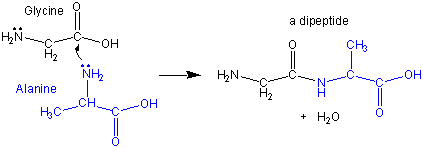 dipeptide
