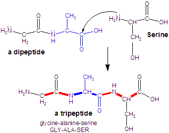 tripeptide