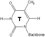 structure of thymine