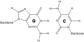 G-C interaction