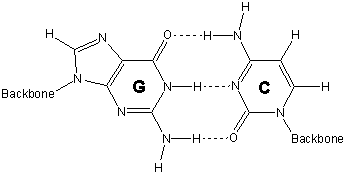 guanine and cytosine form a base pair